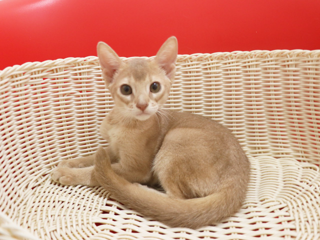 アビシニアンの子猫画像
