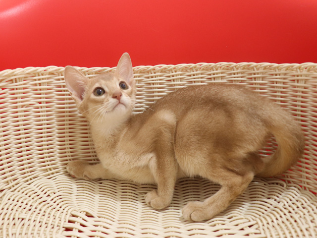 アビシニアンの子猫画像