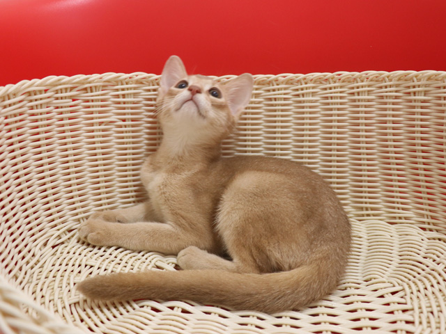 アビシニアンの子猫画像