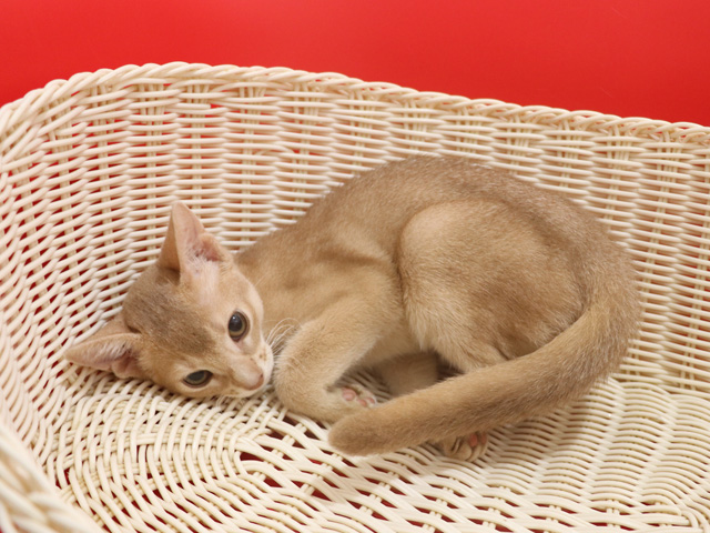 アビシニアンの子猫画像