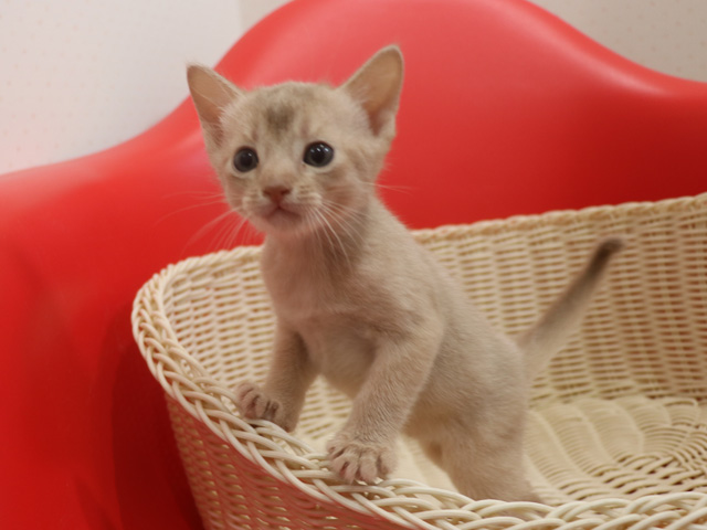 アビシニアンの子猫画像