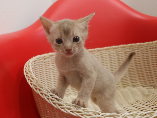 アビシニアンの子猫画像