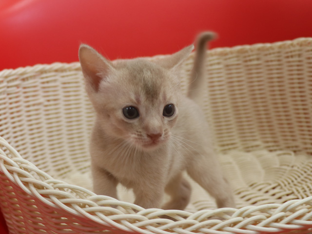 アビシニアンの子猫画像