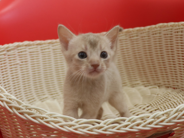 アビシニアンの子猫画像