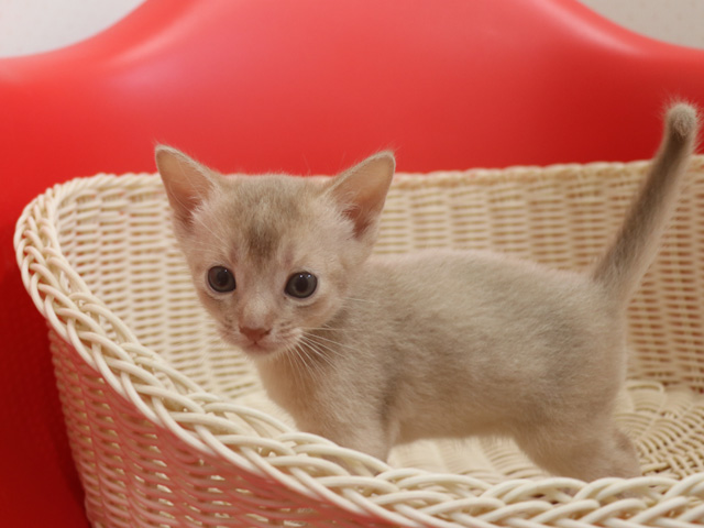アビシニアンの子猫画像