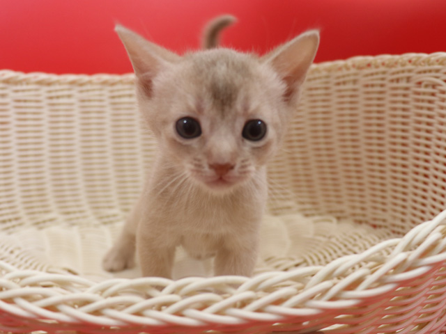 アビシニアンの子猫画像
