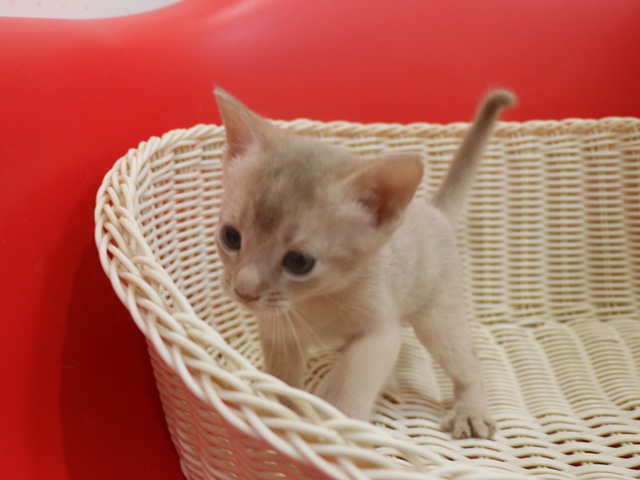 アビシニアンの子猫画像