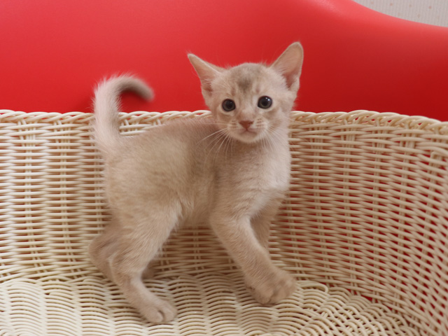 アビシニアンの子猫画像