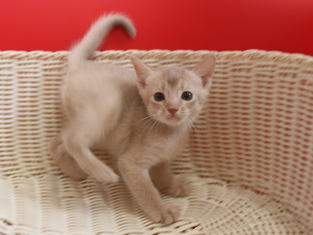 アビシニアンの子猫画像