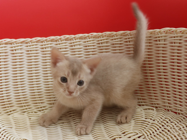 アビシニアンの子猫画像