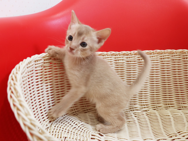 アビシニアンの子猫画像