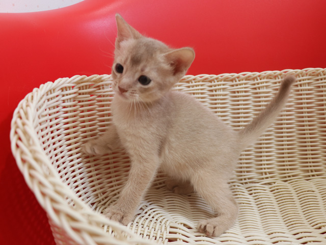 アビシニアンの子猫画像