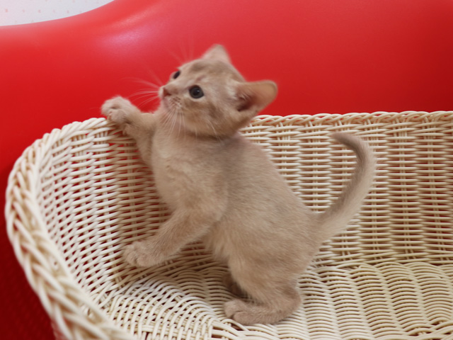 アビシニアンの子猫画像