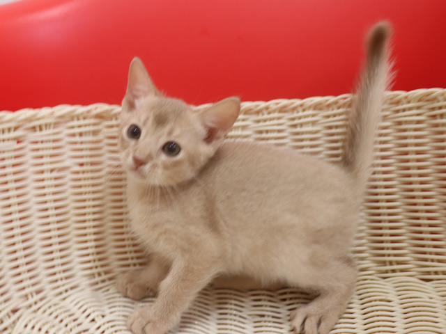 アビシニアンの子猫画像