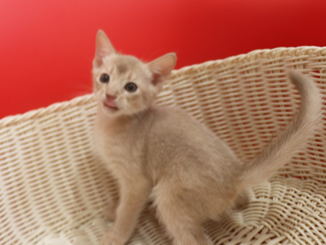アビシニアンの子猫画像