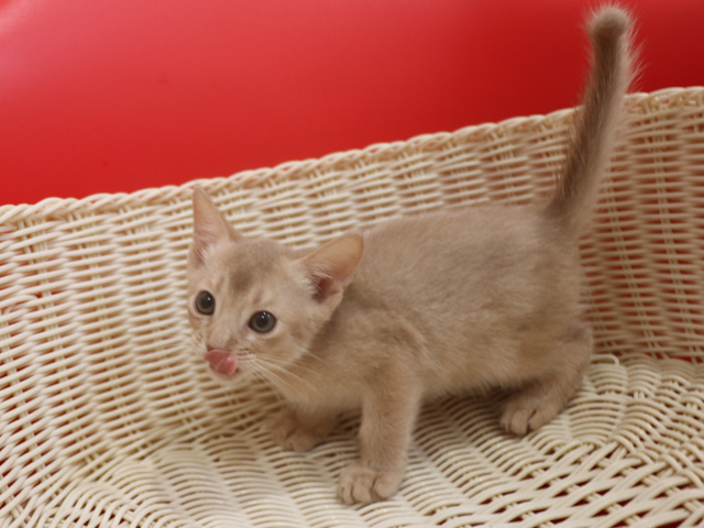 アビシニアンの子猫画像