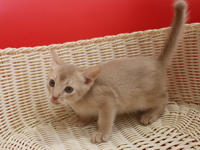 アビシニアンの子猫画像