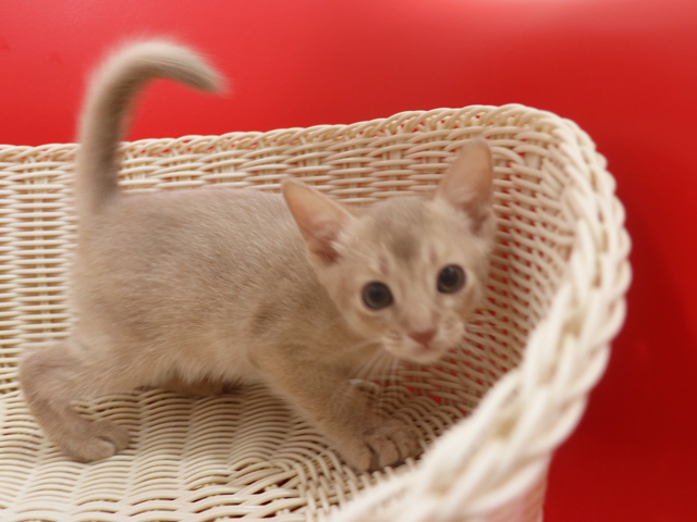 アビシニアンの子猫画像