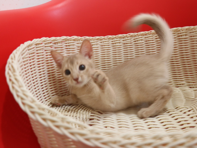 アビシニアンの子猫画像