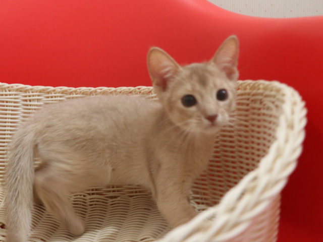 アビシニアンの子猫画像