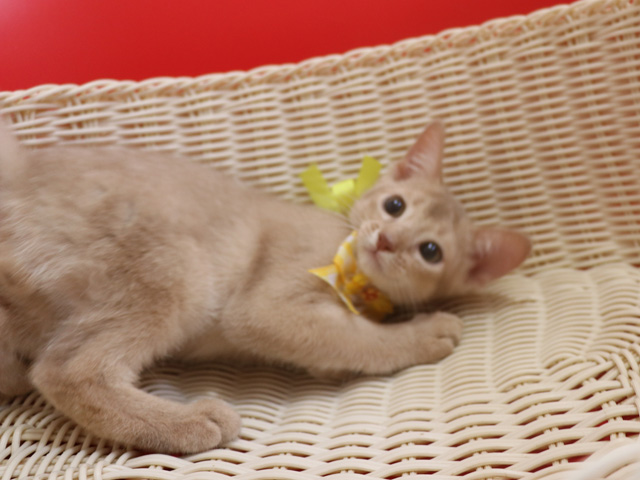 アビシニアンの子猫画像