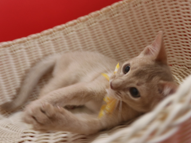 アビシニアンの子猫画像