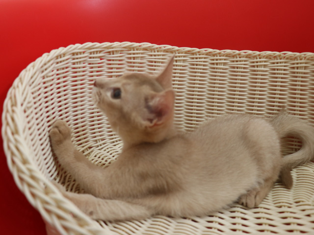 アビシニアンの子猫画像
