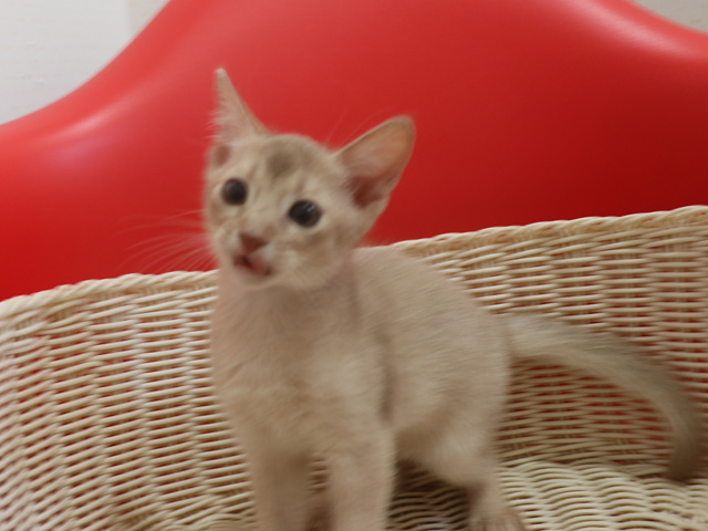 アビシニアンの子猫画像
