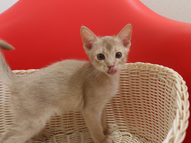 アビシニアンの子猫画像