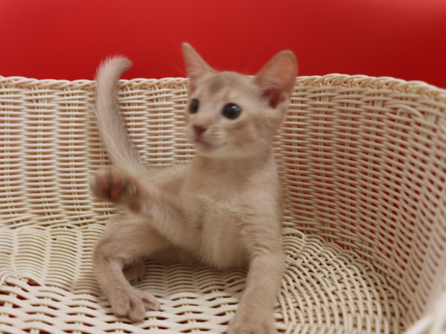 アビシニアンの子猫画像