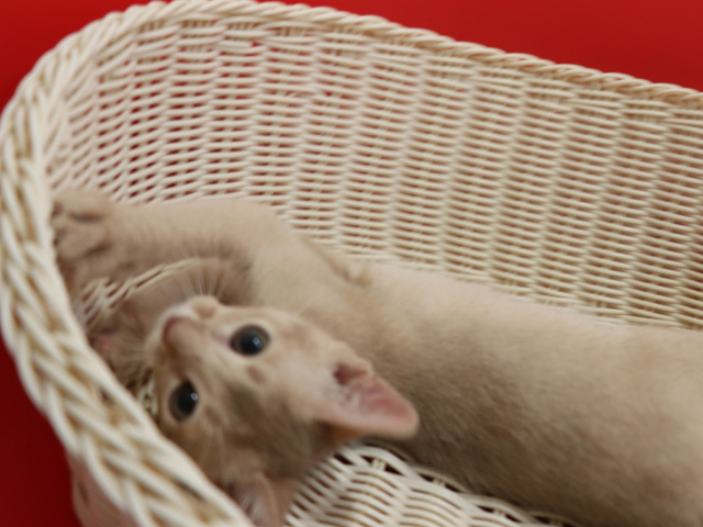 アビシニアンの子猫画像
