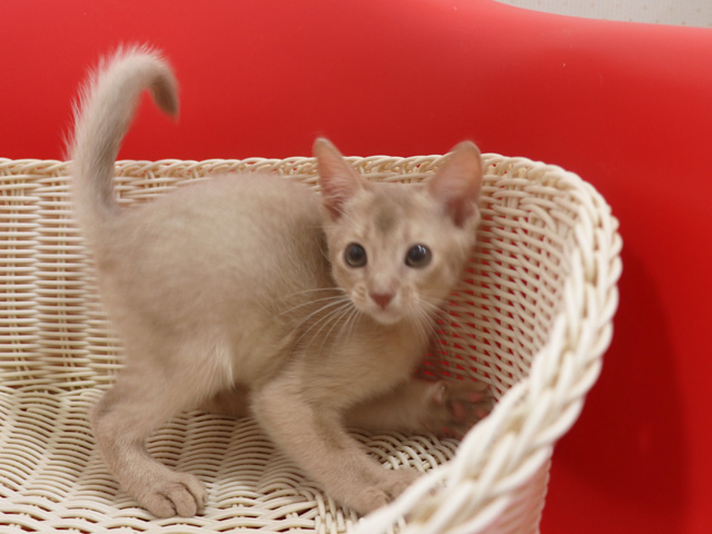 アビシニアンの子猫画像