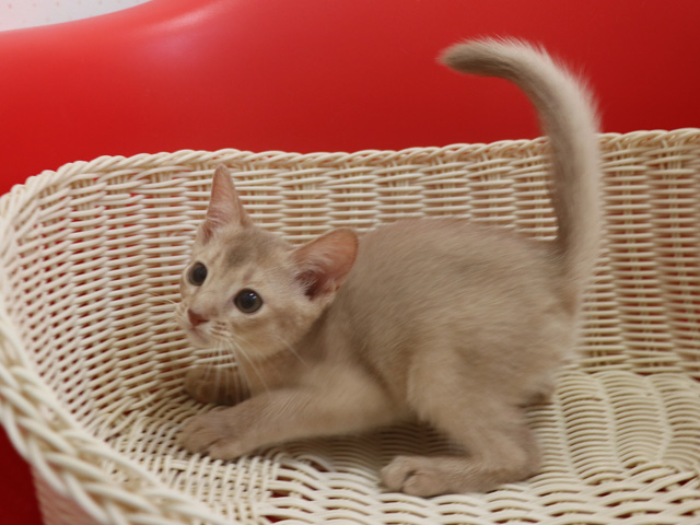アビシニアンの子猫画像