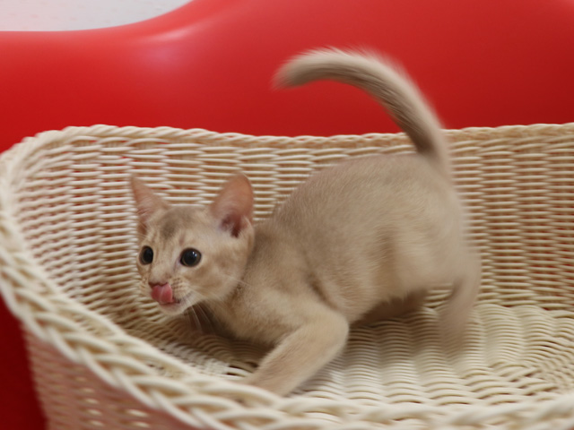 アビシニアンの子猫画像