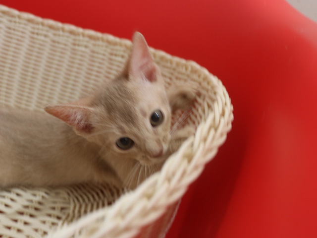 アビシニアンの子猫画像