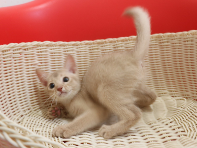 アビシニアンの子猫画像