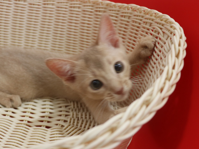 アビシニアンの子猫画像