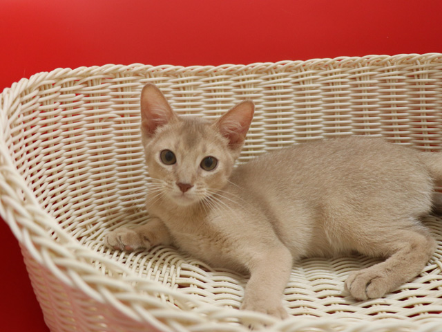 アビシニアン子猫画像