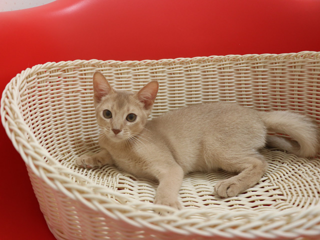 アビシニアンの子猫画像