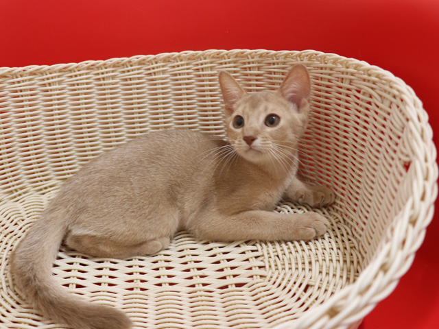 アビシニアンの子猫画像