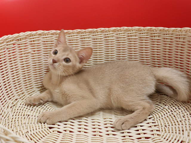 アビシニアンの子猫画像