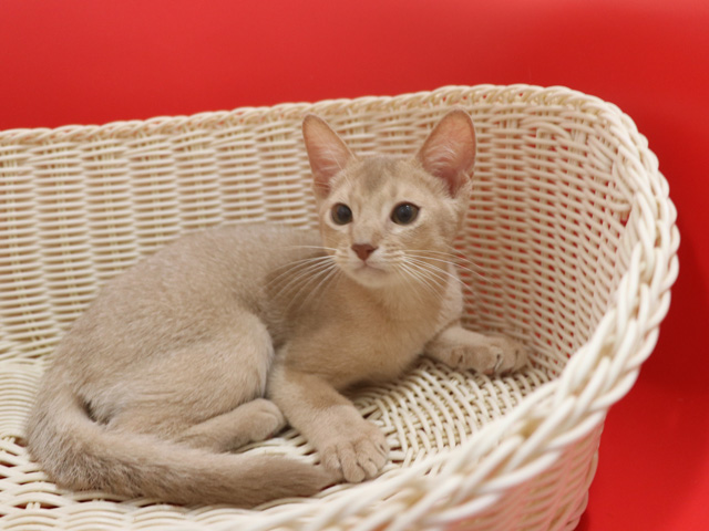 アビシニアンの子猫画像