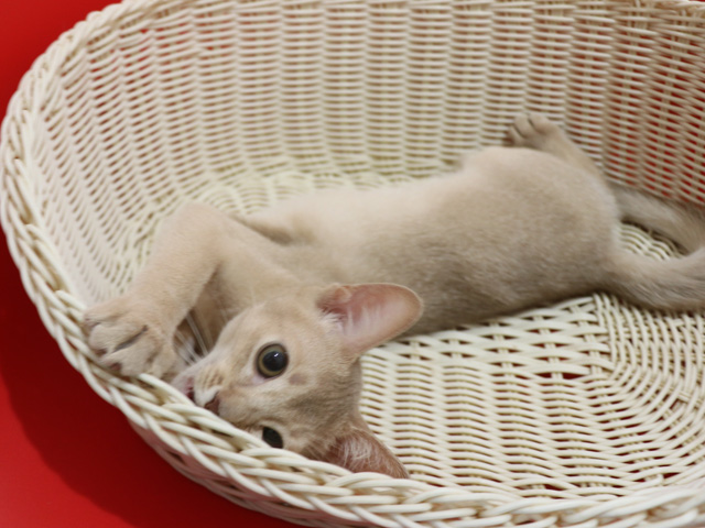 アビシニアンの子猫画像