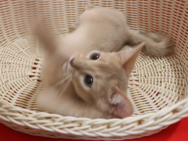 アビシニアンの子猫画像