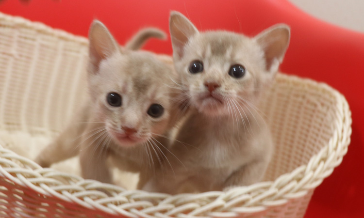 アビシニアンの子猫画像