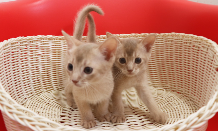 アビシニアンの子猫画像