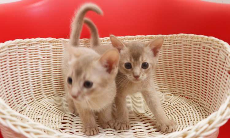 アビシニアンの子猫画像