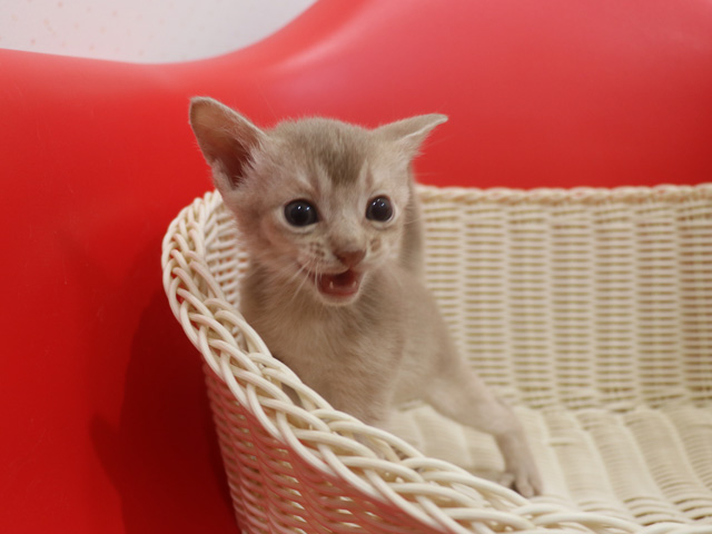 アビシニアンの子猫画像