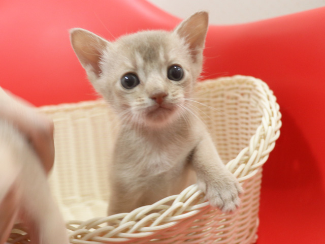 アビシニアンの子猫画像