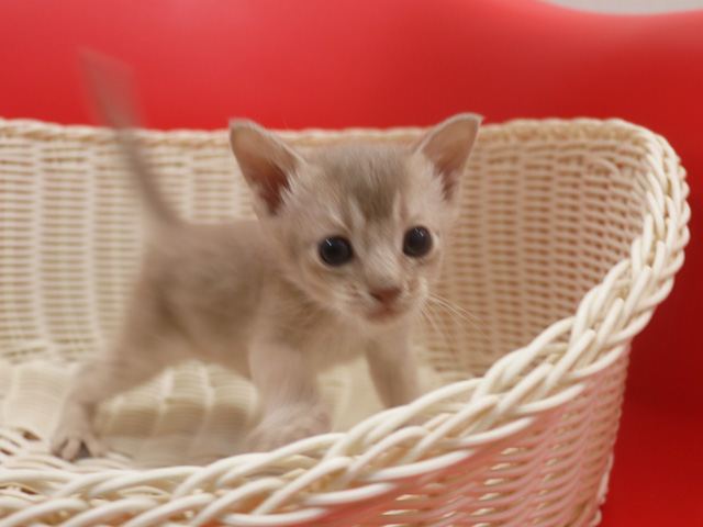 アビシニアンの子猫画像